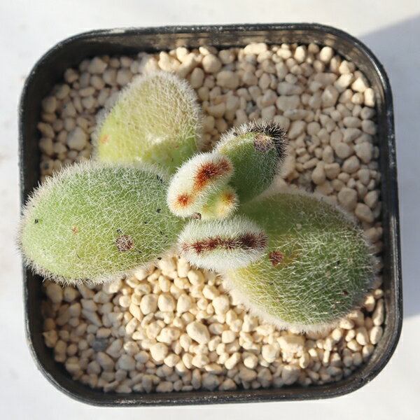 達磨月兎耳TK12-53カランコエ...