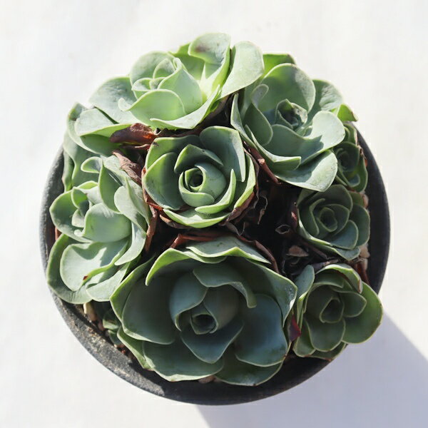 グアリア群生TK12-59グリノー...