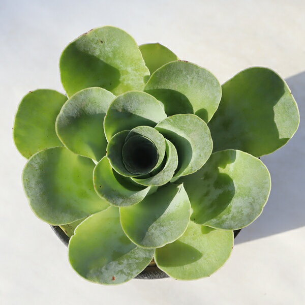 ローズ 大型 TK12-60 グリノービア 写真の子をお届け 多肉植物 グリノービア販売 多肉植物販売 ベラン..