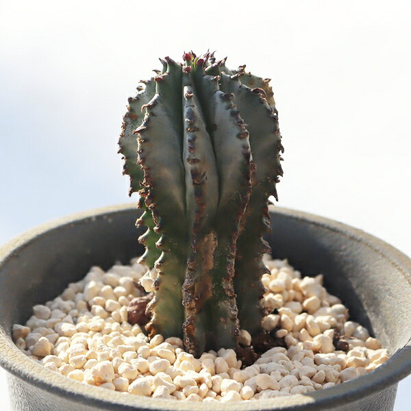 楽天市場】ユーフォルビア ホリダの通販