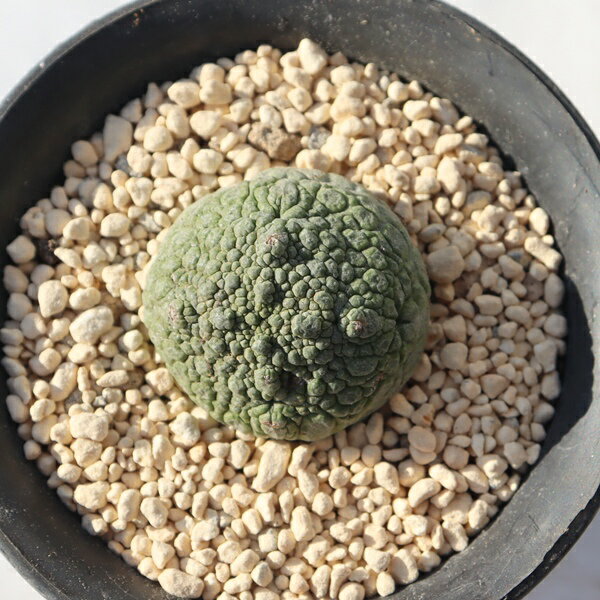 ミギウルティヌス TK12-68 プセウドリトス 写真の子をお届け 多肉植物 プセウドリトス通販 多肉植物通..