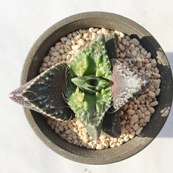 狂乱怒涛TK12-69フォーカリア...