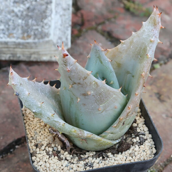 金元宝2LサイズTK12-72アロ...