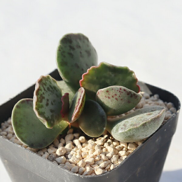 バニクラータ TK12-80 アドロミスクス 写真の子をお届け 多肉植物 アドロミスクス販売 多肉植物通販 ビ..