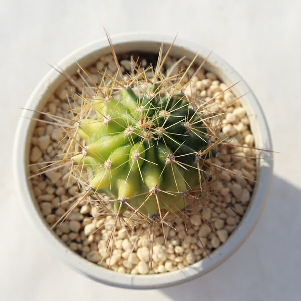 ポトス錦 TK12-87 カクタス サボテン 写真の子をお届け 多肉植物 カクタス販売 サボテン通販 多肉植物..