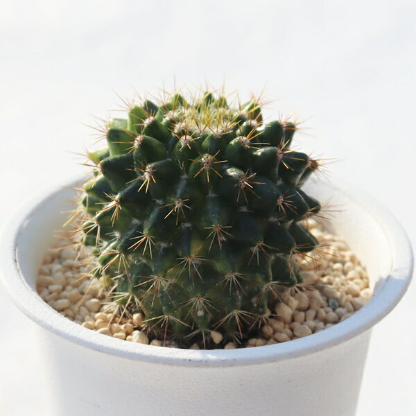 【　商品詳細　】 ■サイズ 7.5cmポット ■お届け　 現物の苗でのお届けです ポットまたは抜き苗での発送となります。 ■植物の名前 付箋にてお渡ししております ■植物に関して 画像の仔をお届けとなります。 植物ですので四季折々の変化を魅...