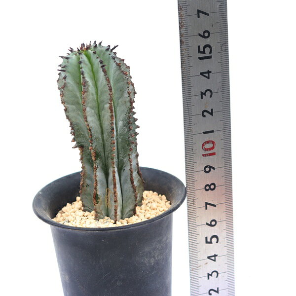 多肉植物 白衣ポリゴナ 2Lサイズ 現品 TK12-10 ユーフォルビア 塊根植物 観葉植物 ...