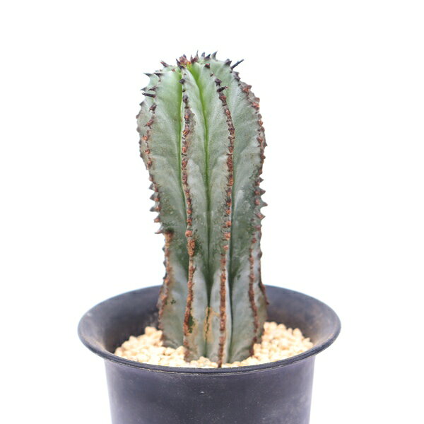 多肉植物 白衣ポリゴナ 2Lサイズ 現品 TK12-10 ユーフォルビア 塊根植物 観葉植物 ...
