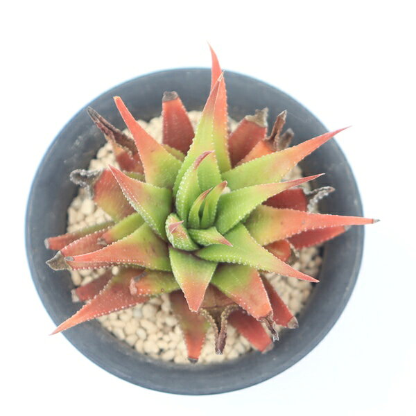 多肉植物 巨木の松 現品 TK12-11 ハオルチア 観葉植物 インテリア ガーデニング 園芸 インドアグリーン 多年草