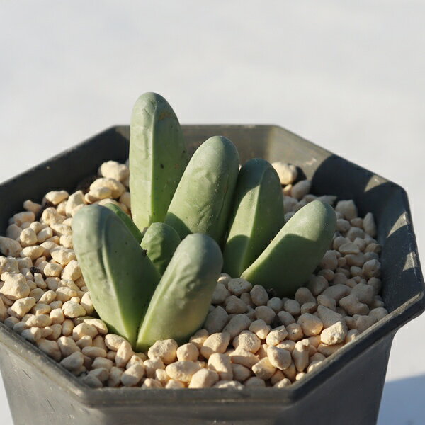 フィスム 4頭 TK12-115 アルギロデルマ 写真の子をお届け 多肉植物 アルギロデルマ通販 多肉植物販売 ..