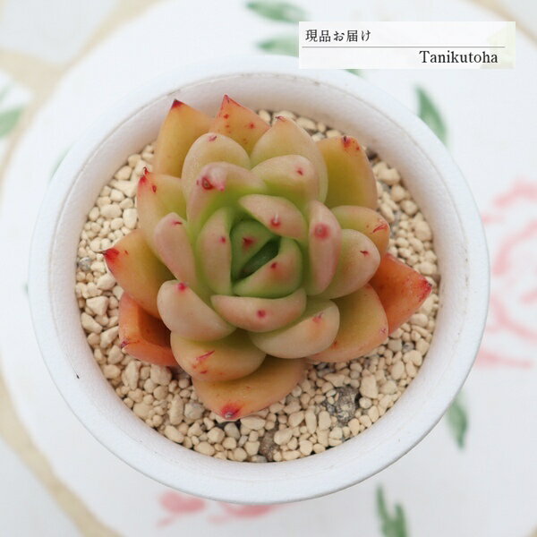 Other Flowers Perpetual - エケベリア 魅惑の薔薇 現品 永遠ラベル付き tk12-12 多肉永遠オリジナル苗 写真の子 多肉植物 観葉植物 多肉植物通販 エケベリア販売 多肉永遠 希少 ガーデン 寄せ植え 多年草 紅葉