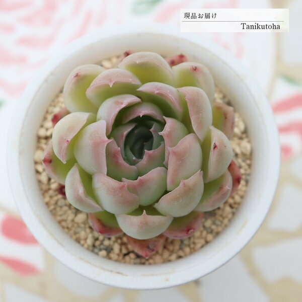 樂天商城 - エケベリア 桜影 1点もの 永遠ラベル付き tk12-14 多肉永遠オリジナル苗 写真の子 多肉植物 観葉植物 多肉植物通販 エケベリア販売 多肉永遠 希少 ガーデン 寄せ植え 多年草 紅葉