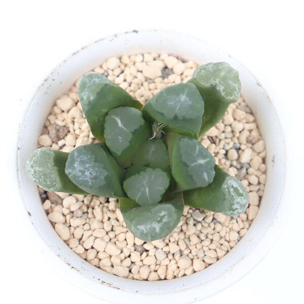 Potting Option ― 植込みオプション ― ● 一期一会の生命を、最適な一鉢に 厳選した一株を、当園の黄金比培養土で丁寧に植え付けてお届け。生命の個性を尊重し、届いた日から日常に調和する一鉢に仕立てます。 プロの技術：根を傷めず、最適な排水環境を整備。 軽量・機能美：軽くて丈夫な鉢で、日常の管理も快適。 ギフト品質：清潔感ある姿は、大切な贈り物にも。 ※鉢形状等は植物に合わせプロが選定いたします。 About Succulents ― 植物についてのご案内 ― ● 一期一会の厳選された一株を 掲載している写真は、あくまで美しい「見本」です。お届けする多肉植物は、ご注文をいただいてから農場の膨大な数の中から、もっとも美しく、力強く輝いている個体をプロの目で一株ずつ厳選し、お届けしております。 「既製品ではなく、日々を生き、育ちゆく生命であること」 多肉植物は工場製品とは異なり、その美しい姿を形成するまでに、年月と愛情を必要とします。 そのため、生育過程でのわずかな傷等が見られる場合もございます。過酷な自然の中で生きてきた証であり、植物の持つ「個性」と「趣」としてお楽しみいただければ幸いです。 ※完璧な形や特定の姿に強いこだわりをお持ちのお客様は、ぜひ群馬の栽培場へお越しください ■ 葉に見られる茶色い点について 水に含まれる鉄分によるものです。植物の健康に支障はございませんのでご安心ください。通常の水やりを続けるうちに自然と消えていきます。 ■ 用土の中の白い粒々について 大切な植物を害虫から守るための予防薬です。お客様の元へ届いたあとも健やかに育つよう、あらかじめ混ぜ込んでおります。 お届け指定について 植物の鮮度と梱包の安全を最優先するため、原則として「日にち指定」はお受けしておりません。最適なタイミングでの発送をお待ちください。 サイズについて 各商品ページに鉢の大きさを明記しております。「思っていたより大きかった（小さかった）」という事がないよう、事前のご確認をお願いいたします。 Information ― ギフト・在庫・納品書について ― Gift Wrapping 大切な方への贈り物に。 心を込めた有料ラッピングを承っております。 特別な日を彩る、多肉植物のギフトをぜひご利用ください。 Eco-Friendly 【 納品書のペーパーレス化 】 エコ活動推進のため納品書は同梱しておりません。 ギフト利用の場合も、そのままお相手様へ 安心してお届けいただけます。 在庫に関する大切なお知らせ 多肉永遠では、群馬の自社農場にて一年を通し繁殖・栽培を行っております。 常に十分な在庫確保に努めておりますが、植天候の急変や予期せぬ人気による大量注文などにより、稀に欠品が生じる場合がございます。 実店舗および自社サイト等と在庫を共有しているため、システム上で「在庫あり」と表示されている場合でも、やむを得ずご注文をキャンセルさせていただく場合がございます。 一株一株を最高の状態でお届けするための判断でございます。何卒、ご理解とご了承を賜りますようお願い申し上げます。 How to Care ― 植物との暮らし、はじめの一歩 ― 長い旅を経て、あなたのお手元に届いた小さな生命。 まずは箱をそっと開けて、深呼吸をさせてあげてください。 新しい環境にゆっくりと慣れていくための、お手伝いのコツをご紹介します。 ● 置き場所（光の贈りもの） 到着後はまず、柔らかな光が入る「半日陰」で数日休ませてあげてください。 慣れてきたら、春・秋・冬は太陽の光がたっぷりと届く窓辺へ。夏は少し涼しい東側の窓辺や、遮光された場所が理想的です。 ※強い西日は少し苦手ですので、避けてあげてくださいね。 ● 水やり（潤いのリズム） 環境に慣れるまで、到着から3〜5日はお水を控え、根を落ち着かせます。 その後は、鉢の中の土が芯までしっかりと乾いてから、たっぷりと与えてください。乾きと潤いのメリハリが、ぷっくりと健康に育てる秘訣です。 ● 四季の移ろい（紅葉） 春と秋・冬は、多肉植物がもっとも鮮やかに色づく魔法の季節。夏は成長のために一度「緑色」に戻りますが、それは次の紅葉への準備期間です。 季節ごとに表情を変える「生きているアート」をお楽しみください。 ● 健やかな毎日のために 多肉植物が一番好きなのは「心地よい風」です。高温多湿を避けるよう、通風を意識してあげてください。 屋内・屋外どちらでも育てられますが、風が通り、光が遊ぶ場所がこの子たちの特等席です。 「うまく育てられるかしら？」と不安になった時は、いつでも私たちを頼ってください。 あなたと多肉植物の暮らしが、穏やかで輝かしいものになりますように。SPECIAL SELECTION [おすすめ販売] ― 写真の仔をお届けする、一期一会の出会い ― 【 唯一無二の表情を、そのままあなたのもとへ 】 多肉植物は、季節や環境によって刻々とその姿を変える「生きている宝石」です。 本ページでは、数ある株の中から私たちが一株ずつ丁寧に選び抜き、 「今、この瞬間が一番美しい」と自信を持っておすすめできる個体を撮影しました。 お届けするのは、写真に写っているそのもの。 色づき、葉の重なり、凛とした佇まい。一目惚れしたその仔を、安心してお迎えください。 Product Details ― 商品詳細 ― サイズ 鉢サイズ（実寸：約[ 7.5 ]cm） 撮影日 2026年7月8日（鮮度を大切にしています） お届け形態 [抜き苗/ポット植え] にて大切に梱包いたします 植物の名前 付箋（ふせん）にてお付けしております 植物に関して 画像の仔をお届けとなります。 植物ですので四季折々の変化を魅せます。 多少の変化はご了承くださいませ。撮影日より大幅に日数経過している場合はお気軽にお問合せください 現状況をお伝え可能です 多肉永遠のこだわり 群馬の厳しい四季に晒し、自社農場でじっくりと時間をかけて育て上げた苗たち。 私たちのこだわりは、ただ「形がきれい」なだけではなく、 「お客様の元へ届いた後も、健やかに育ち続ける強さ」を持っていることです。 店長自らが品質を厳選し、愛着を持って育てた「本物の多肉植物」をお届けします。