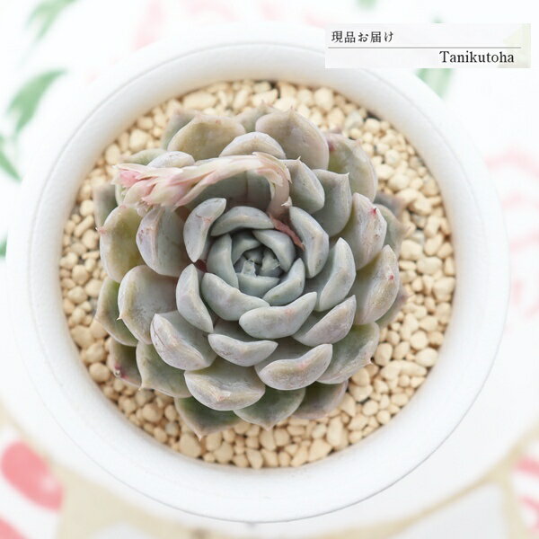 楽天市場】水蜜桃 多肉植物の通販