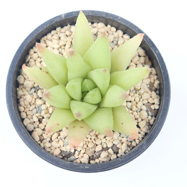 多肉植物 百合姫 現品 TK12-17 ハオルチア 観葉植物 インテリア 園芸 多年草 山野草 インドアグリーン 室内植物 ハオルチア通販 多肉永遠