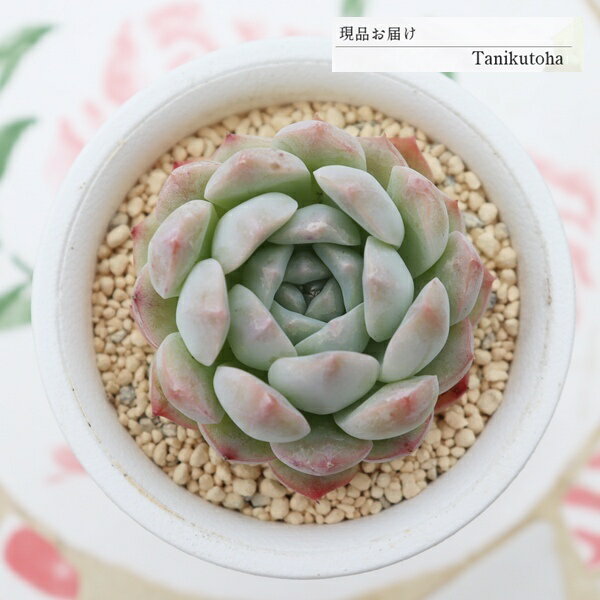 樂天商城 - エケベリア 美尼大福 永遠ラベル付き 現品 tk12-2 多肉永遠オリジナル苗 写真の子 多肉植物 観葉植物 多肉植物通販 エケベリア通販 多肉永遠 インテリア 寄せ植え 多年草