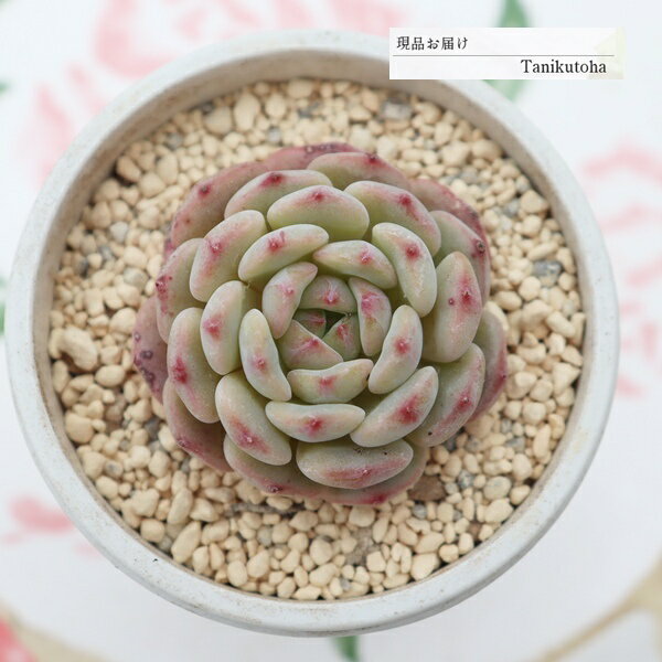 樂天商城 - エケベリア 粒苺大福 現品 永遠ラベル付き tk12-21 多肉永遠オリジナル苗 写真の子 多肉植物 観葉植物 多肉植物通販 エケベリア販売 多肉永遠 希少 ガーデン 寄せ植え 多年草 紅葉