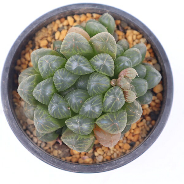 Potting Option ― 植込みオプション ― ● 一期一会の生命を、最適な一鉢に 厳選した一株を、当園の黄金比培養土で丁寧に植え付けてお届け。生命の個性を尊重し、届いた日から日常に調和する一鉢に仕立てます。 プロの技術：根を傷めず、最適な排水環境を整備。 軽量・機能美：軽くて丈夫な鉢で、日常の管理も快適。 ギフト品質：清潔感ある姿は、大切な贈り物にも。 ※鉢形状等は植物に合わせプロが選定いたします。 About Succulents ― 植物についてのご案内 ― ● 一期一会の厳選された一株を 掲載している写真は、あくまで美しい「見本」です。お届けする多肉植物は、ご注文をいただいてから農場の膨大な数の中から、もっとも美しく、力強く輝いている個体をプロの目で一株ずつ厳選し、お届けしております。 「既製品ではなく、日々を生き、育ちゆく生命であること」 多肉植物は工場製品とは異なり、その美しい姿を形成するまでに、年月と愛情を必要とします。 そのため、生育過程でのわずかな傷等が見られる場合もございます。過酷な自然の中で生きてきた証であり、植物の持つ「個性」と「趣」としてお楽しみいただければ幸いです。 ※完璧な形や特定の姿に強いこだわりをお持ちのお客様は、ぜひ群馬の栽培場へお越しください ■ 葉に見られる茶色い点について 水に含まれる鉄分によるものです。植物の健康に支障はございませんのでご安心ください。通常の水やりを続けるうちに自然と消えていきます。 ■ 用土の中の白い粒々について 大切な植物を害虫から守るための予防薬です。お客様の元へ届いたあとも健やかに育つよう、あらかじめ混ぜ込んでおります。 お届け指定について 植物の鮮度と梱包の安全を最優先するため、原則として「日にち指定」はお受けしておりません。最適なタイミングでの発送をお待ちください。 サイズについて 各商品ページに鉢の大きさを明記しております。「思っていたより大きかった（小さかった）」という事がないよう、事前のご確認をお願いいたします。 Information ― ギフト・在庫・納品書について ― Gift Wrapping 大切な方への贈り物に。 心を込めた有料ラッピングを承っております。 特別な日を彩る、多肉植物のギフトをぜひご利用ください。 Eco-Friendly 【 納品書のペーパーレス化 】 エコ活動推進のため納品書は同梱しておりません。 ギフト利用の場合も、そのままお相手様へ 安心してお届けいただけます。 在庫に関する大切なお知らせ 多肉永遠では、群馬の自社農場にて一年を通し繁殖・栽培を行っております。 常に十分な在庫確保に努めておりますが、植天候の急変や予期せぬ人気による大量注文などにより、稀に欠品が生じる場合がございます。 実店舗および自社サイト等と在庫を共有しているため、システム上で「在庫あり」と表示されている場合でも、やむを得ずご注文をキャンセルさせていただく場合がございます。 一株一株を最高の状態でお届けするための判断でございます。何卒、ご理解とご了承を賜りますようお願い申し上げます。 How to Care ― 植物との暮らし、はじめの一歩 ― 長い旅を経て、あなたのお手元に届いた小さな生命。 まずは箱をそっと開けて、深呼吸をさせてあげてください。 新しい環境にゆっくりと慣れていくための、お手伝いのコツをご紹介します。 ● 置き場所（光の贈りもの） 到着後はまず、柔らかな光が入る「半日陰」で数日休ませてあげてください。 慣れてきたら、春・秋・冬は太陽の光がたっぷりと届く窓辺へ。夏は少し涼しい東側の窓辺や、遮光された場所が理想的です。 ※強い西日は少し苦手ですので、避けてあげてくださいね。 ● 水やり（潤いのリズム） 環境に慣れるまで、到着から3〜5日はお水を控え、根を落ち着かせます。 その後は、鉢の中の土が芯までしっかりと乾いてから、たっぷりと与えてください。乾きと潤いのメリハリが、ぷっくりと健康に育てる秘訣です。 ● 四季の移ろい（紅葉） 春と秋・冬は、多肉植物がもっとも鮮やかに色づく魔法の季節。夏は成長のために一度「緑色」に戻りますが、それは次の紅葉への準備期間です。 季節ごとに表情を変える「生きているアート」をお楽しみください。 ● 健やかな毎日のために 多肉植物が一番好きなのは「心地よい風」です。高温多湿を避けるよう、通風を意識してあげてください。 屋内・屋外どちらでも育てられますが、風が通り、光が遊ぶ場所がこの子たちの特等席です。 「うまく育てられるかしら？」と不安になった時は、いつでも私たちを頼ってください。 あなたと多肉植物の暮らしが、穏やかで輝かしいものになりますように。SPECIAL SELECTION [おすすめ販売] ― 写真の仔をお届けする、一期一会の出会い ― 【 唯一無二の表情を、そのままあなたのもとへ 】 多肉植物は、季節や環境によって刻々とその姿を変える「生きている宝石」です。 本ページでは、数ある株の中から私たちが一株ずつ丁寧に選び抜き、 「今、この瞬間が一番美しい」と自信を持っておすすめできる個体を撮影しました。 お届けするのは、写真に写っているそのもの。 色づき、葉の重なり、凛とした佇まい。一目惚れしたその仔を、安心してお迎えください。 Product Details ― 商品詳細 ― サイズ 鉢サイズ（実寸：約[ 7.5 ]cm） 撮影日 2026年7月8日（鮮度を大切にしています） お届け形態 [抜き苗/ポット植え] にて大切に梱包いたします 植物の名前 付箋（ふせん）にてお付けしております 植物に関して 画像の仔をお届けとなります。 植物ですので四季折々の変化を魅せます。 多少の変化はご了承くださいませ。撮影日より大幅に日数経過している場合はお気軽にお問合せください 現状況をお伝え可能です 多肉永遠のこだわり 群馬の厳しい四季に晒し、自社農場でじっくりと時間をかけて育て上げた苗たち。 私たちのこだわりは、ただ「形がきれい」なだけではなく、 「お客様の元へ届いた後も、健やかに育ち続ける強さ」を持っていることです。 店長自らが品質を厳選し、愛着を持って育てた「本物の多肉植物」をお届けします。