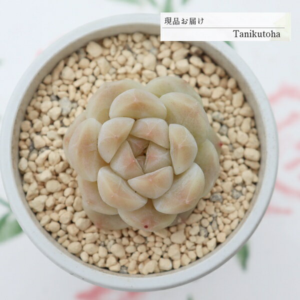 Carnation - エケベリア 桜餅大福 現品 永遠ラベル付き tk12-22 多肉永遠オリジナル苗 写真の子 多肉植物 観葉植物 多肉植物通販 エケベリア販売 多肉永遠 希少 ガーデン 寄せ植え 多年草 紅葉