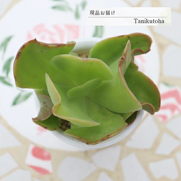 樂天商城 - エケベリア パリジャン 現品 tk12-25 写真の子 多肉植物 観葉植物 多肉植物販売 エケベリア通販 園芸 多年草 ガーデニング 紅葉