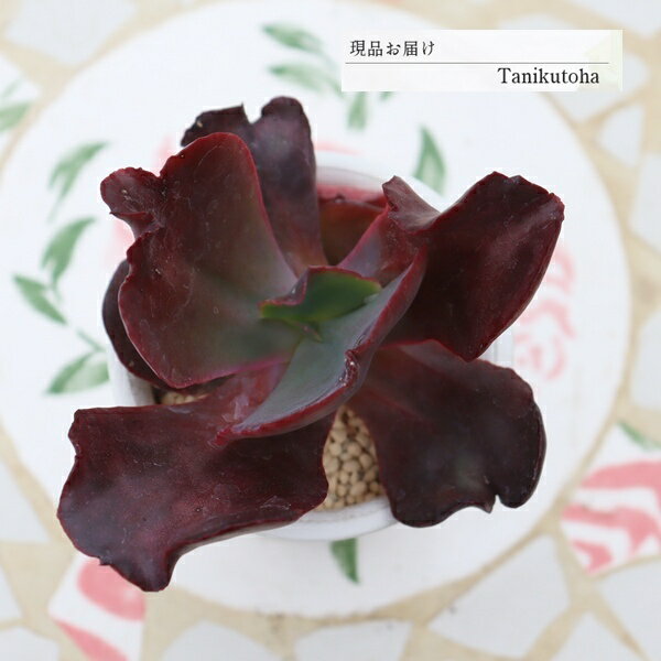 Potting Option ― 植込みオプション ― ● 一期一会の生命を、最適な一鉢に 厳選した一株を、当園の黄金比培養土で丁寧に植え付けてお届け。生命の個性を尊重し、届いた日から日常に調和する一鉢に仕立てます。 プロの技術：根を傷めず、最適な排水環境を整備。 軽量・機能美：軽くて丈夫な鉢で、日常の管理も快適。 ギフト品質：清潔感ある姿は、大切な贈り物にも。 ※鉢形状等は植物に合わせプロが選定いたします。 About Succulents ― 植物についてのご案内 ― ● 一期一会の厳選された一株を 掲載している写真は、あくまで美しい「見本」です。お届けする多肉植物は、ご注文をいただいてから農場の膨大な数の中から、もっとも美しく、力強く輝いている個体をプロの目で一株ずつ厳選し、お届けしております。 「既製品ではなく、日々を生き、育ちゆく生命であること」 多肉植物は工場製品とは異なり、その美しい姿を形成するまでに、年月と愛情を必要とします。 そのため、生育過程でのわずかな傷等が見られる場合もございます。過酷な自然の中で生きてきた証であり、植物の持つ「個性」と「趣」としてお楽しみいただければ幸いです。 ※完璧な形や特定の姿に強いこだわりをお持ちのお客様は、ぜひ群馬の栽培場へお越しください ■ 葉に見られる茶色い点について 水に含まれる鉄分によるものです。植物の健康に支障はございませんのでご安心ください。通常の水やりを続けるうちに自然と消えていきます。 ■ 用土の中の白い粒々について 大切な植物を害虫から守るための予防薬です。お客様の元へ届いたあとも健やかに育つよう、あらかじめ混ぜ込んでおります。 お届け指定について 植物の鮮度と梱包の安全を最優先するため、原則として「日にち指定」はお受けしておりません。最適なタイミングでの発送をお待ちください。 サイズについて 各商品ページに鉢の大きさを明記しております。「思っていたより大きかった（小さかった）」という事がないよう、事前のご確認をお願いいたします。 Information ― ギフト・在庫・納品書について ― Gift Wrapping 大切な方への贈り物に。 心を込めた有料ラッピングを承っております。 特別な日を彩る、多肉植物のギフトをぜひご利用ください。 Eco-Friendly 【 納品書のペーパーレス化 】 エコ活動推進のため納品書は同梱しておりません。 ギフト利用の場合も、そのままお相手様へ 安心してお届けいただけます。 在庫に関する大切なお知らせ 多肉永遠では、群馬の自社農場にて一年を通し繁殖・栽培を行っております。 常に十分な在庫確保に努めておりますが、植天候の急変や予期せぬ人気による大量注文などにより、稀に欠品が生じる場合がございます。 実店舗および自社サイト等と在庫を共有しているため、システム上で「在庫あり」と表示されている場合でも、やむを得ずご注文をキャンセルさせていただく場合がございます。 一株一株を最高の状態でお届けするための判断でございます。何卒、ご理解とご了承を賜りますようお願い申し上げます。 How to Care ― 植物との暮らし、はじめの一歩 ― 長い旅を経て、あなたのお手元に届いた小さな生命。 まずは箱をそっと開けて、深呼吸をさせてあげてください。 新しい環境にゆっくりと慣れていくための、お手伝いのコツをご紹介します。 ● 置き場所（光の贈りもの） 到着後はまず、柔らかな光が入る「半日陰」で数日休ませてあげてください。 慣れてきたら、春・秋・冬は太陽の光がたっぷりと届く窓辺へ。夏は少し涼しい東側の窓辺や、遮光された場所が理想的です。 ※強い西日は少し苦手ですので、避けてあげてくださいね。 ● 水やり（潤いのリズム） 環境に慣れるまで、到着から3〜5日はお水を控え、根を落ち着かせます。 その後は、鉢の中の土が芯までしっかりと乾いてから、たっぷりと与えてください。乾きと潤いのメリハリが、ぷっくりと健康に育てる秘訣です。 ● 四季の移ろい（紅葉） 春と秋・冬は、多肉植物がもっとも鮮やかに色づく魔法の季節。夏は成長のために一度「緑色」に戻りますが、それは次の紅葉への準備期間です。 季節ごとに表情を変える「生きているアート」をお楽しみください。 ● 健やかな毎日のために 多肉植物が一番好きなのは「心地よい風」です。高温多湿を避けるよう、通風を意識してあげてください。 屋内・屋外どちらでも育てられますが、風が通り、光が遊ぶ場所がこの子たちの特等席です。 「うまく育てられるかしら？」と不安になった時は、いつでも私たちを頼ってください。 あなたと多肉植物の暮らしが、穏やかで輝かしいものになりますように。SPECIAL SELECTION [おすすめ販売] ― 写真の仔をお届けする、一期一会の出会い ― 【 唯一無二の表情を、そのままあなたのもとへ 】 多肉植物は、季節や環境によって刻々とその姿を変える「生きている宝石」です。 本ページでは、数ある株の中から私たちが一株ずつ丁寧に選び抜き、 「今、この瞬間が一番美しい」と自信を持っておすすめできる個体を撮影しました。 お届けするのは、写真に写っているそのもの。 色づき、葉の重なり、凛とした佇まい。一目惚れしたその仔を、安心してお迎えください。 Product Details ― 商品詳細 ― サイズ 鉢サイズ（実寸：約[ 8.5 ]cm） 撮影日 2026年4月9日（鮮度を大切にしています） お届け形態 [抜き苗/ポット植え] にて大切に梱包いたします 植物の名前 付箋（ふせん）にてお付けしております 植物に関して 画像の仔をお届けとなります。 植物ですので四季折々の変化を魅せます。 多少の変化はご了承くださいませ。撮影日より大幅に日数経過している場合はお気軽にお問合せください 現状況をお伝え可能です 多肉永遠のこだわり 群馬の厳しい四季に晒し、自社農場でじっくりと時間をかけて育て上げた苗たち。 私たちのこだわりは、ただ「形がきれい」なだけではなく、 「お客様の元へ届いた後も、健やかに育ち続ける強さ」を持っていることです。 店長自らが品質を厳選し、愛着を持って育てた「本物の多肉植物」をお届けします。