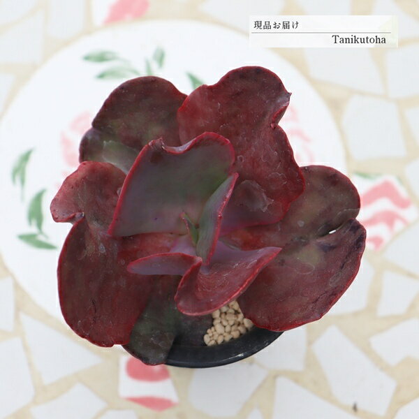 樂天商城 - エケベリア レッドトランプ 現品 tk12-27 写真の子 多肉植物 観葉植物 多肉植物販売 エケベリア通販 園芸 多年草 ガーデニング 紅葉 庭