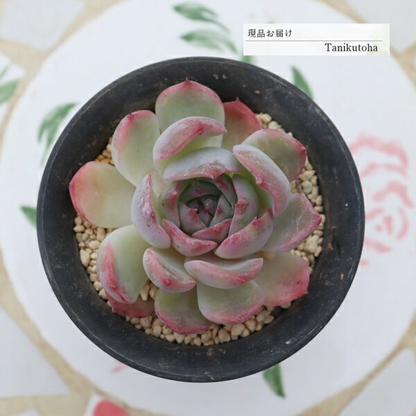 康乃馨 - 現品 エケベリア 桃舞姫 永遠ラベル付き tk12-28 写真の子 多肉永遠オリジナル苗 多肉植物 観葉植物 多肉植物通販 エケベリア通販 多年草 インテリア 小さな庭 紅葉
