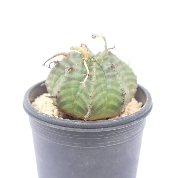Potting Option ― 植込みオプション ― ● 一期一会の生命を、最適な一鉢に 厳選した一株を、当園の黄金比培養土で丁寧に植え付けてお届け。生命の個性を尊重し、届いた日から日常に調和する一鉢に仕立てます。 プロの技術：根を傷めず、最適な排水環境を整備。 軽量・機能美：軽くて丈夫な鉢で、日常の管理も快適。 ギフト品質：清潔感ある姿は、大切な贈り物にも。 ※鉢形状等は植物に合わせプロが選定いたします。 About Succulents ― 植物についてのご案内 ― ● 一期一会の厳選された一株を 掲載している写真は、あくまで美しい「見本」です。お届けする多肉植物は、ご注文をいただいてから農場の膨大な数の中から、もっとも美しく、力強く輝いている個体をプロの目で一株ずつ厳選し、お届けしております。 「既製品ではなく、日々を生き、育ちゆく生命であること」 多肉植物は工場製品とは異なり、その美しい姿を形成するまでに、年月と愛情を必要とします。 そのため、生育過程でのわずかな傷等が見られる場合もございます。過酷な自然の中で生きてきた証であり、植物の持つ「個性」と「趣」としてお楽しみいただければ幸いです。 ※完璧な形や特定の姿に強いこだわりをお持ちのお客様は、ぜひ群馬の栽培場へお越しください ■ 葉に見られる茶色い点について 水に含まれる鉄分によるものです。植物の健康に支障はございませんのでご安心ください。通常の水やりを続けるうちに自然と消えていきます。 ■ 用土の中の白い粒々について 大切な植物を害虫から守るための予防薬です。お客様の元へ届いたあとも健やかに育つよう、あらかじめ混ぜ込んでおります。 お届け指定について 植物の鮮度と梱包の安全を最優先するため、原則として「日にち指定」はお受けしておりません。最適なタイミングでの発送をお待ちください。 サイズについて 各商品ページに鉢の大きさを明記しております。「思っていたより大きかった（小さかった）」という事がないよう、事前のご確認をお願いいたします。 Information ― ギフト・在庫・納品書について ― Gift Wrapping 大切な方への贈り物に。 心を込めた有料ラッピングを承っております。 特別な日を彩る、多肉植物のギフトをぜひご利用ください。 Eco-Friendly 【 納品書のペーパーレス化 】 エコ活動推進のため納品書は同梱しておりません。 ギフト利用の場合も、そのままお相手様へ 安心してお届けいただけます。 在庫に関する大切なお知らせ 多肉永遠では、群馬の自社農場にて一年を通し繁殖・栽培を行っております。 常に十分な在庫確保に努めておりますが、植天候の急変や予期せぬ人気による大量注文などにより、稀に欠品が生じる場合がございます。 実店舗および自社サイト等と在庫を共有しているため、システム上で「在庫あり」と表示されている場合でも、やむを得ずご注文をキャンセルさせていただく場合がございます。 一株一株を最高の状態でお届けするための判断でございます。何卒、ご理解とご了承を賜りますようお願い申し上げます。 How to Care ― 植物との暮らし、はじめの一歩 ― 長い旅を経て、あなたのお手元に届いた小さな生命。 まずは箱をそっと開けて、深呼吸をさせてあげてください。 新しい環境にゆっくりと慣れていくための、お手伝いのコツをご紹介します。 ● 置き場所（光の贈りもの） 到着後はまず、柔らかな光が入る「半日陰」で数日休ませてあげてください。 慣れてきたら、春・秋・冬は太陽の光がたっぷりと届く窓辺へ。夏は少し涼しい東側の窓辺や、遮光された場所が理想的です。 ※強い西日は少し苦手ですので、避けてあげてくださいね。 ● 水やり（潤いのリズム） 環境に慣れるまで、到着から3〜5日はお水を控え、根を落ち着かせます。 その後は、鉢の中の土が芯までしっかりと乾いてから、たっぷりと与えてください。乾きと潤いのメリハリが、ぷっくりと健康に育てる秘訣です。 ● 四季の移ろい（紅葉） 春と秋・冬は、多肉植物がもっとも鮮やかに色づく魔法の季節。夏は成長のために一度「緑色」に戻りますが、それは次の紅葉への準備期間です。 季節ごとに表情を変える「生きているアート」をお楽しみください。 ● 健やかな毎日のために 多肉植物が一番好きなのは「心地よい風」です。高温多湿を避けるよう、通風を意識してあげてください。 屋内・屋外どちらでも育てられますが、風が通り、光が遊ぶ場所がこの子たちの特等席です。 「うまく育てられるかしら？」と不安になった時は、いつでも私たちを頼ってください。 あなたと多肉植物の暮らしが、穏やかで輝かしいものになりますように。SPECIAL SELECTION [おすすめ販売] ― 写真の仔をお届けする、一期一会の出会い ― 【 唯一無二の表情を、そのままあなたのもとへ 】 多肉植物は、季節や環境によって刻々とその姿を変える「生きている宝石」です。 本ページでは、数ある株の中から私たちが一株ずつ丁寧に選び抜き、 「今、この瞬間が一番美しい」と自信を持っておすすめできる個体を撮影しました。 お届けするのは、写真に写っているそのもの。 色づき、葉の重なり、凛とした佇まい。一目惚れしたその仔を、安心してお迎えください。 Product Details ― 商品詳細 ― サイズ 鉢サイズ（実寸：約[ 7.5 ]cm） 撮影日 2026年7月8日（鮮度を大切にしています） お届け形態 [抜き苗/ポット植え] にて大切に梱包いたします 植物の名前 付箋（ふせん）にてお付けしております 植物に関して 画像の仔をお届けとなります。 植物ですので四季折々の変化を魅せます。 多少の変化はご了承くださいませ。撮影日より大幅に日数経過している場合はお気軽にお問合せください 現状況をお伝え可能です 多肉永遠のこだわり 群馬の厳しい四季に晒し、自社農場でじっくりと時間をかけて育て上げた苗たち。 私たちのこだわりは、ただ「形がきれい」なだけではなく、 「お客様の元へ届いた後も、健やかに育ち続ける強さ」を持っていることです。 店長自らが品質を厳選し、愛着を持って育てた「本物の多肉植物」をお届けします。