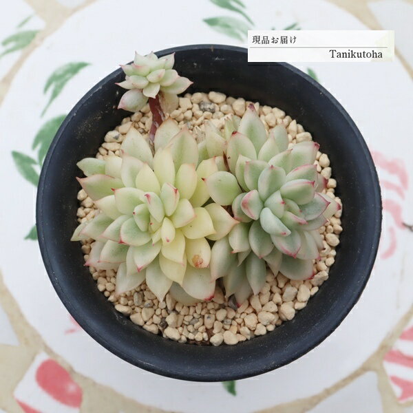 Potting Option ― 植込みオプション ― ● 一期一会の生命を、最適な一鉢に 厳選した一株を、当園の黄金比培養土で丁寧に植え付けてお届け。生命の個性を尊重し、届いた日から日常に調和する一鉢に仕立てます。 プロの技術：根を傷めず、最適な排水環境を整備。 軽量・機能美：軽くて丈夫な鉢で、日常の管理も快適。 ギフト品質：清潔感ある姿は、大切な贈り物にも。 ※鉢形状等は植物に合わせプロが選定いたします。 About Succulents ― 植物についてのご案内 ― ● 一期一会の厳選された一株を 掲載している写真は、あくまで美しい「見本」です。お届けする多肉植物は、ご注文をいただいてから農場の膨大な数の中から、もっとも美しく、力強く輝いている個体をプロの目で一株ずつ厳選し、お届けしております。 「既製品ではなく、日々を生き、育ちゆく生命であること」 多肉植物は工場製品とは異なり、その美しい姿を形成するまでに、年月と愛情を必要とします。 そのため、生育過程でのわずかな傷等が見られる場合もございます。過酷な自然の中で生きてきた証であり、植物の持つ「個性」と「趣」としてお楽しみいただければ幸いです。 ※完璧な形や特定の姿に強いこだわりをお持ちのお客様は、ぜひ群馬の栽培場へお越しください ■ 葉に見られる茶色い点について 水に含まれる鉄分によるものです。植物の健康に支障はございませんのでご安心ください。通常の水やりを続けるうちに自然と消えていきます。 ■ 用土の中の白い粒々について 大切な植物を害虫から守るための予防薬です。お客様の元へ届いたあとも健やかに育つよう、あらかじめ混ぜ込んでおります。 お届け指定について 植物の鮮度と梱包の安全を最優先するため、原則として「日にち指定」はお受けしておりません。最適なタイミングでの発送をお待ちください。 サイズについて 各商品ページに鉢の大きさを明記しております。「思っていたより大きかった（小さかった）」という事がないよう、事前のご確認をお願いいたします。 Information ― ギフト・在庫・納品書について ― Gift Wrapping 大切な方への贈り物に。 心を込めた有料ラッピングを承っております。 特別な日を彩る、多肉植物のギフトをぜひご利用ください。 Eco-Friendly 【 納品書のペーパーレス化 】 エコ活動推進のため納品書は同梱しておりません。 ギフト利用の場合も、そのままお相手様へ 安心してお届けいただけます。 在庫に関する大切なお知らせ 多肉永遠では、群馬の自社農場にて一年を通し繁殖・栽培を行っております。 常に十分な在庫確保に努めておりますが、植天候の急変や予期せぬ人気による大量注文などにより、稀に欠品が生じる場合がございます。 実店舗および自社サイト等と在庫を共有しているため、システム上で「在庫あり」と表示されている場合でも、やむを得ずご注文をキャンセルさせていただく場合がございます。 一株一株を最高の状態でお届けするための判断でございます。何卒、ご理解とご了承を賜りますようお願い申し上げます。 How to Care ― 植物との暮らし、はじめの一歩 ― 長い旅を経て、あなたのお手元に届いた小さな生命。 まずは箱をそっと開けて、深呼吸をさせてあげてください。 新しい環境にゆっくりと慣れていくための、お手伝いのコツをご紹介します。 ● 置き場所（光の贈りもの） 到着後はまず、柔らかな光が入る「半日陰」で数日休ませてあげてください。 慣れてきたら、春・秋・冬は太陽の光がたっぷりと届く窓辺へ。夏は少し涼しい東側の窓辺や、遮光された場所が理想的です。 ※強い西日は少し苦手ですので、避けてあげてくださいね。 ● 水やり（潤いのリズム） 環境に慣れるまで、到着から3〜5日はお水を控え、根を落ち着かせます。 その後は、鉢の中の土が芯までしっかりと乾いてから、たっぷりと与えてください。乾きと潤いのメリハリが、ぷっくりと健康に育てる秘訣です。 ● 四季の移ろい（紅葉） 春と秋・冬は、多肉植物がもっとも鮮やかに色づく魔法の季節。夏は成長のために一度「緑色」に戻りますが、それは次の紅葉への準備期間です。 季節ごとに表情を変える「生きているアート」をお楽しみください。 ● 健やかな毎日のために 多肉植物が一番好きなのは「心地よい風」です。高温多湿を避けるよう、通風を意識してあげてください。 屋内・屋外どちらでも育てられますが、風が通り、光が遊ぶ場所がこの子たちの特等席です。 「うまく育てられるかしら？」と不安になった時は、いつでも私たちを頼ってください。 あなたと多肉植物の暮らしが、穏やかで輝かしいものになりますように。SPECIAL SELECTION [おすすめ販売] ― 写真の仔をお届けする、一期一会の出会い ― 【 唯一無二の表情を、そのままあなたのもとへ 】 多肉植物は、季節や環境によって刻々とその姿を変える「生きている宝石」です。 本ページでは、数ある株の中から私たちが一株ずつ丁寧に選び抜き、 「今、この瞬間が一番美しい」と自信を持っておすすめできる個体を撮影しました。 お届けするのは、写真に写っているそのもの。 色づき、葉の重なり、凛とした佇まい。一目惚れしたその仔を、安心してお迎えください。 Product Details ― 商品詳細 ― サイズ 鉢サイズ（実寸：約[ 7.5 ]cm） 撮影日 2026年4月9日（鮮度を大切にしています） お届け形態 [抜き苗/ポット植え] にて大切に梱包いたします 植物の名前 付箋（ふせん）にてお付けしております 植物に関して 画像の仔をお届けとなります。 植物ですので四季折々の変化を魅せます。 多少の変化はご了承くださいませ。撮影日より大幅に日数経過している場合はお気軽にお問合せください 現状況をお伝え可能です 多肉永遠のこだわり 群馬の厳しい四季に晒し、自社農場でじっくりと時間をかけて育て上げた苗たち。 私たちのこだわりは、ただ「形がきれい」なだけではなく、 「お客様の元へ届いた後も、健やかに育ち続ける強さ」を持っていることです。 店長自らが品質を厳選し、愛着を持って育てた「本物の多肉植物」をお届けします。