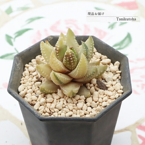 樂天商城 - ハオルチア 九輪塔錦 現品 tk12-36 写真の子 多肉植物 斑入り 多肉植物販売 ハオルチア販売 観葉植物 多年草 インテリア ジュエリープランツ 室内植物 グリーンインテリア