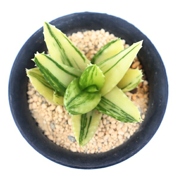 多肉植物 不夜城錦 美斑 アロエ 現品 TK12-38 斑入り 観葉植物 インテリア 園芸 多年草 ガーデニング 室内 植物 インドアグリーン