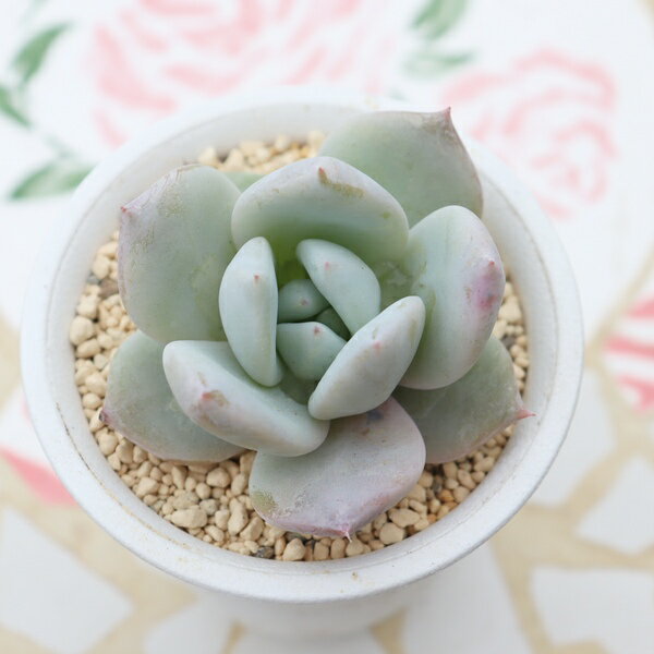 Other Flowers Perpetual - エケベリア 達磨苺ミルク大福 永遠ラベル付き 現品 tk12-4 多肉永遠オリジナル苗 写真の子 厚葉 ぷっくり 多肉植物 観葉植物 多肉植物通販 エケベリア通販 多肉永遠 インテリア 寄せ植え 多年草