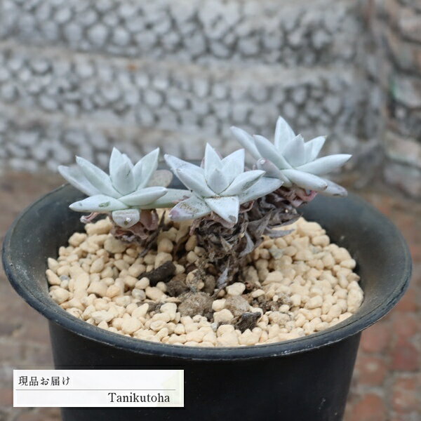 樂天商城 - ダドレア グリーニーフォーム 3頭 現品 tk12-40 写真の子 希少 多肉植物 多肉植物販売 観葉植物 多年草 インテリア 室内植物 グリーンインテリア