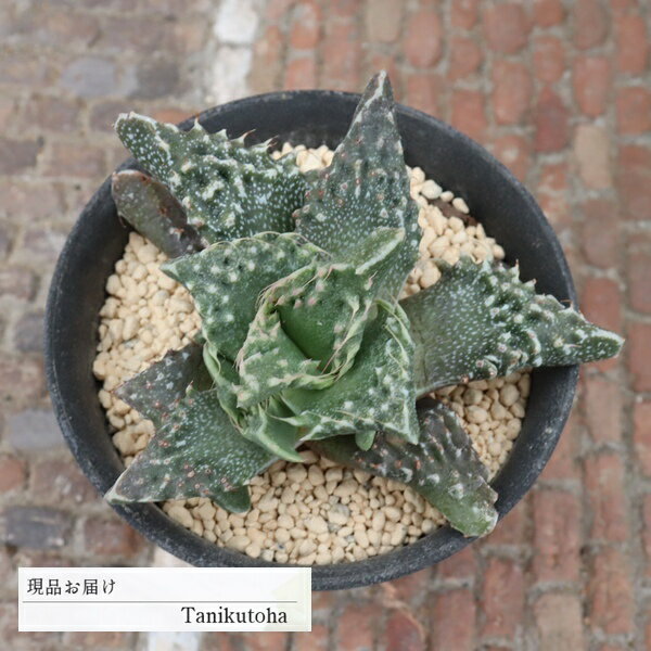 樂天商城 - フォーカリア 獅子波 Lサイズ 現品 tk12-41 写真の子 多肉植物 多肉植物販売 フォーカリア通販 観葉植物 多年草 インテリア ビザールプランツ 庭 ガーデニング