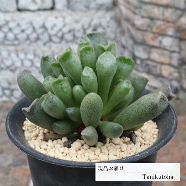 樂天商城 - アドロミスクス 達磨神想曲 現品 tk12-43 写真の子 多肉植物 多肉植物販売 アドロミスクス通販 観葉植物 多年草 インテリア ビザールプランツ 室内植物 グリーンインテリア