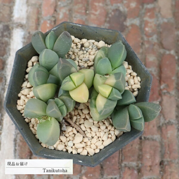 樂天商城 - 多肉植物 レーマニー錦 コルプスクラリア 現品 tk12-45 黒鉢 斑入り 写真の子 多肉植物通販 コルプスクラリア販売 観葉植物 多年草 インテリア ガーデニング 寄せ植え