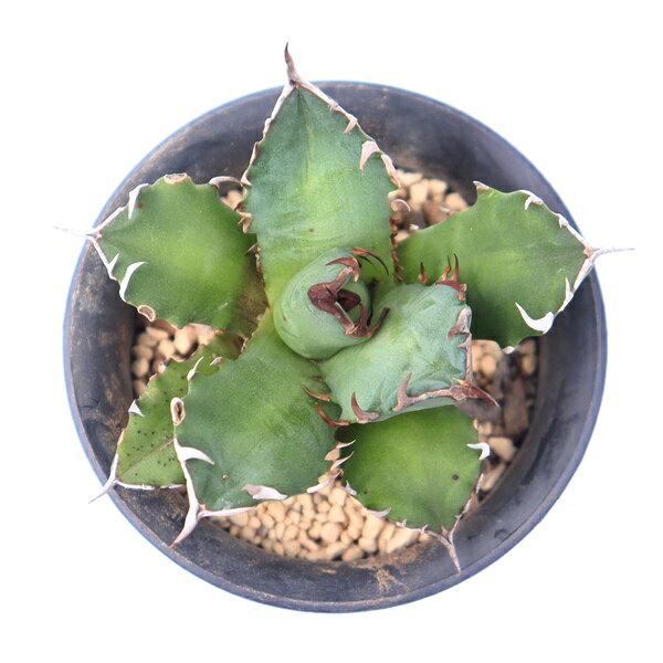 Potting Option ― 植込みオプション ― ● 一期一会の生命を、最適な一鉢に 厳選した一株を、当園の黄金比培養土で丁寧に植え付けてお届け。生命の個性を尊重し、届いた日から日常に調和する一鉢に仕立てます。 プロの技術：根を傷めず、最適な排水環境を整備。 軽量・機能美：軽くて丈夫な鉢で、日常の管理も快適。 ギフト品質：清潔感ある姿は、大切な贈り物にも。 ※鉢形状等は植物に合わせプロが選定いたします。 About Succulents ― 植物についてのご案内 ― ● 一期一会の厳選された一株を 掲載している写真は、あくまで美しい「見本」です。お届けする多肉植物は、ご注文をいただいてから農場の膨大な数の中から、もっとも美しく、力強く輝いている個体をプロの目で一株ずつ厳選し、お届けしております。 「既製品ではなく、日々を生き、育ちゆく生命であること」 多肉植物は工場製品とは異なり、その美しい姿を形成するまでに、年月と愛情を必要とします。 そのため、生育過程でのわずかな傷等が見られる場合もございます。過酷な自然の中で生きてきた証であり、植物の持つ「個性」と「趣」としてお楽しみいただければ幸いです。 ※完璧な形や特定の姿に強いこだわりをお持ちのお客様は、ぜひ群馬の栽培場へお越しください ■ 葉に見られる茶色い点について 水に含まれる鉄分によるものです。植物の健康に支障はございませんのでご安心ください。通常の水やりを続けるうちに自然と消えていきます。 ■ 用土の中の白い粒々について 大切な植物を害虫から守るための予防薬です。お客様の元へ届いたあとも健やかに育つよう、あらかじめ混ぜ込んでおります。 お届け指定について 植物の鮮度と梱包の安全を最優先するため、原則として「日にち指定」はお受けしておりません。最適なタイミングでの発送をお待ちください。 サイズについて 各商品ページに鉢の大きさを明記しております。「思っていたより大きかった（小さかった）」という事がないよう、事前のご確認をお願いいたします。 Information ― ギフト・在庫・納品書について ― Gift Wrapping 大切な方への贈り物に。 心を込めた有料ラッピングを承っております。 特別な日を彩る、多肉植物のギフトをぜひご利用ください。 Eco-Friendly 【 納品書のペーパーレス化 】 エコ活動推進のため納品書は同梱しておりません。 ギフト利用の場合も、そのままお相手様へ 安心してお届けいただけます。 在庫に関する大切なお知らせ 多肉永遠では、群馬の自社農場にて一年を通し繁殖・栽培を行っております。 常に十分な在庫確保に努めておりますが、植天候の急変や予期せぬ人気による大量注文などにより、稀に欠品が生じる場合がございます。 実店舗および自社サイト等と在庫を共有しているため、システム上で「在庫あり」と表示されている場合でも、やむを得ずご注文をキャンセルさせていただく場合がございます。 一株一株を最高の状態でお届けするための判断でございます。何卒、ご理解とご了承を賜りますようお願い申し上げます。 How to Care ― 植物との暮らし、はじめの一歩 ― 長い旅を経て、あなたのお手元に届いた小さな生命。 まずは箱をそっと開けて、深呼吸をさせてあげてください。 新しい環境にゆっくりと慣れていくための、お手伝いのコツをご紹介します。 ● 置き場所（光の贈りもの） 到着後はまず、柔らかな光が入る「半日陰」で数日休ませてあげてください。 慣れてきたら、春・秋・冬は太陽の光がたっぷりと届く窓辺へ。夏は少し涼しい東側の窓辺や、遮光された場所が理想的です。 ※強い西日は少し苦手ですので、避けてあげてくださいね。 ● 水やり（潤いのリズム） 環境に慣れるまで、到着から3〜5日はお水を控え、根を落ち着かせます。 その後は、鉢の中の土が芯までしっかりと乾いてから、たっぷりと与えてください。乾きと潤いのメリハリが、ぷっくりと健康に育てる秘訣です。 ● 四季の移ろい（紅葉） 春と秋・冬は、多肉植物がもっとも鮮やかに色づく魔法の季節。夏は成長のために一度「緑色」に戻りますが、それは次の紅葉への準備期間です。 季節ごとに表情を変える「生きているアート」をお楽しみください。 ● 健やかな毎日のために 多肉植物が一番好きなのは「心地よい風」です。高温多湿を避けるよう、通風を意識してあげてください。 屋内・屋外どちらでも育てられますが、風が通り、光が遊ぶ場所がこの子たちの特等席です。 「うまく育てられるかしら？」と不安になった時は、いつでも私たちを頼ってください。 あなたと多肉植物の暮らしが、穏やかで輝かしいものになりますように。SPECIAL SELECTION [おすすめ販売] ― 写真の仔をお届けする、一期一会の出会い ― 【 唯一無二の表情を、そのままあなたのもとへ 】 多肉植物は、季節や環境によって刻々とその姿を変える「生きている宝石」です。 本ページでは、数ある株の中から私たちが一株ずつ丁寧に選び抜き、 「今、この瞬間が一番美しい」と自信を持っておすすめできる個体を撮影しました。 お届けするのは、写真に写っているそのもの。 色づき、葉の重なり、凛とした佇まい。一目惚れしたその仔を、安心してお迎えください。 Product Details ― 商品詳細 ― サイズ 鉢サイズ（実寸：約[ 7.5 ]cm） 撮影日 2026年7月8日（鮮度を大切にしています） お届け形態 [抜き苗/ポット植え] にて大切に梱包いたします 植物の名前 付箋（ふせん）にてお付けしております 植物に関して 画像の仔をお届けとなります。 植物ですので四季折々の変化を魅せます。 多少の変化はご了承くださいませ。撮影日より大幅に日数経過している場合はお気軽にお問合せください 現状況をお伝え可能です 多肉永遠のこだわり 群馬の厳しい四季に晒し、自社農場でじっくりと時間をかけて育て上げた苗たち。 私たちのこだわりは、ただ「形がきれい」なだけではなく、 「お客様の元へ届いた後も、健やかに育ち続ける強さ」を持っていることです。 店長自らが品質を厳選し、愛着を持って育てた「本物の多肉植物」をお届けします。