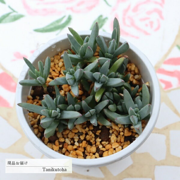 多肉植物 メセンブリアンタマム ドロサンテマム 現品 tk12-47 写真の子 多肉植物販売 ドロサンテマム販売 観葉植物 多年草 インテリア 苗