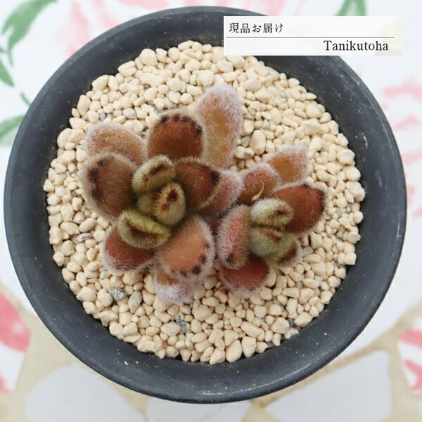 樂天商城 - 多肉植物 カランコエ ショーガール 2頭 現品 tk12-50 写真の子 多肉植物通販 カランコエ通販 観葉植物 多年草 うさぎ 苗 ふわふわ多肉