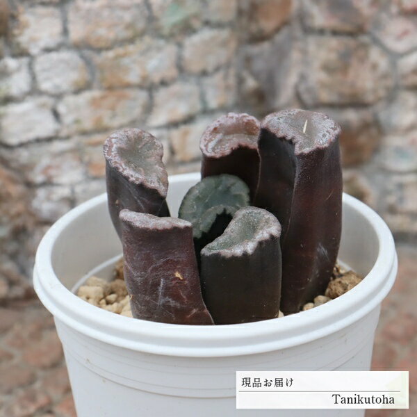 樂天商城 - 多肉植物 ハオルチア 万象太葉タイプ 現品 tk12-52 写真の子 透明窓 多肉植物通販 ハオルチア通販 観葉植物 インテリアプランツ ジュエリープランツ 室内植物