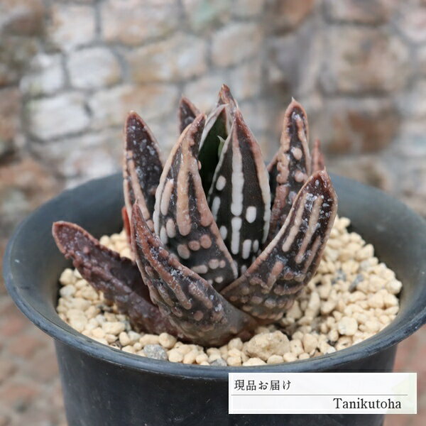 Potting Option ― 植込みオプション ― ● 一期一会の生命を、最適な一鉢に 厳選した一株を、当園の黄金比培養土で丁寧に植え付けてお届け。生命の個性を尊重し、届いた日から日常に調和する一鉢に仕立てます。 プロの技術：根を傷めず、最適な排水環境を整備。 軽量・機能美：軽くて丈夫な鉢で、日常の管理も快適。 ギフト品質：清潔感ある姿は、大切な贈り物にも。 ※鉢形状等は植物に合わせプロが選定いたします。 About Succulents ― 植物についてのご案内 ― ● 一期一会の厳選された一株を 掲載している写真は、あくまで美しい「見本」です。お届けする多肉植物は、ご注文をいただいてから農場の膨大な数の中から、もっとも美しく、力強く輝いている個体をプロの目で一株ずつ厳選し、お届けしております。 「既製品ではなく、日々を生き、育ちゆく生命であること」 多肉植物は工場製品とは異なり、その美しい姿を形成するまでに、年月と愛情を必要とします。 そのため、生育過程でのわずかな傷等が見られる場合もございます。過酷な自然の中で生きてきた証であり、植物の持つ「個性」と「趣」としてお楽しみいただければ幸いです。 ※完璧な形や特定の姿に強いこだわりをお持ちのお客様は、ぜひ群馬の栽培場へお越しください ■ 葉に見られる茶色い点について 水に含まれる鉄分によるものです。植物の健康に支障はございませんのでご安心ください。通常の水やりを続けるうちに自然と消えていきます。 ■ 用土の中の白い粒々について 大切な植物を害虫から守るための予防薬です。お客様の元へ届いたあとも健やかに育つよう、あらかじめ混ぜ込んでおります。 お届け指定について 植物の鮮度と梱包の安全を最優先するため、原則として「日にち指定」はお受けしておりません。最適なタイミングでの発送をお待ちください。 サイズについて 各商品ページに鉢の大きさを明記しております。「思っていたより大きかった（小さかった）」という事がないよう、事前のご確認をお願いいたします。 Information ― ギフト・在庫・納品書について ― Gift Wrapping 大切な方への贈り物に。 心を込めた有料ラッピングを承っております。 特別な日を彩る、多肉植物のギフトをぜひご利用ください。 Eco-Friendly 【 納品書のペーパーレス化 】 エコ活動推進のため納品書は同梱しておりません。 ギフト利用の場合も、そのままお相手様へ 安心してお届けいただけます。 在庫に関する大切なお知らせ 多肉永遠では、群馬の自社農場にて一年を通し繁殖・栽培を行っております。 常に十分な在庫確保に努めておりますが、植天候の急変や予期せぬ人気による大量注文などにより、稀に欠品が生じる場合がございます。 実店舗および自社サイト等と在庫を共有しているため、システム上で「在庫あり」と表示されている場合でも、やむを得ずご注文をキャンセルさせていただく場合がございます。 一株一株を最高の状態でお届けするための判断でございます。何卒、ご理解とご了承を賜りますようお願い申し上げます。 How to Care ― 植物との暮らし、はじめの一歩 ― 長い旅を経て、あなたのお手元に届いた小さな生命。 まずは箱をそっと開けて、深呼吸をさせてあげてください。 新しい環境にゆっくりと慣れていくための、お手伝いのコツをご紹介します。 ● 置き場所（光の贈りもの） 到着後はまず、柔らかな光が入る「半日陰」で数日休ませてあげてください。 慣れてきたら、春・秋・冬は太陽の光がたっぷりと届く窓辺へ。夏は少し涼しい東側の窓辺や、遮光された場所が理想的です。 ※強い西日は少し苦手ですので、避けてあげてくださいね。 ● 水やり（潤いのリズム） 環境に慣れるまで、到着から3〜5日はお水を控え、根を落ち着かせます。 その後は、鉢の中の土が芯までしっかりと乾いてから、たっぷりと与えてください。乾きと潤いのメリハリが、ぷっくりと健康に育てる秘訣です。 ● 四季の移ろい（紅葉） 春と秋・冬は、多肉植物がもっとも鮮やかに色づく魔法の季節。夏は成長のために一度「緑色」に戻りますが、それは次の紅葉への準備期間です。 季節ごとに表情を変える「生きているアート」をお楽しみください。 ● 健やかな毎日のために 多肉植物が一番好きなのは「心地よい風」です。高温多湿を避けるよう、通風を意識してあげてください。 屋内・屋外どちらでも育てられますが、風が通り、光が遊ぶ場所がこの子たちの特等席です。 「うまく育てられるかしら？」と不安になった時は、いつでも私たちを頼ってください。 あなたと多肉植物の暮らしが、穏やかで輝かしいものになりますように。SPECIAL SELECTION [おすすめ販売] ― 写真の仔をお届けする、一期一会の出会い ― 【 唯一無二の表情を、そのままあなたのもとへ 】 多肉植物は、季節や環境によって刻々とその姿を変える「生きている宝石」です。 本ページでは、数ある株の中から私たちが一株ずつ丁寧に選び抜き、 「今、この瞬間が一番美しい」と自信を持っておすすめできる個体を撮影しました。 お届けするのは、写真に写っているそのもの。 色づき、葉の重なり、凛とした佇まい。一目惚れしたその仔を、安心してお迎えください。 Product Details ― 商品詳細 ― サイズ 鉢サイズ（実寸：約[ 7.5 ]cm） 撮影日 2026年4月9日（鮮度を大切にしています） お届け形態 [抜き苗/ポット植え] にて大切に梱包いたします 植物の名前 付箋（ふせん）にてお付けしております 植物に関して 画像の仔をお届けとなります。 植物ですので四季折々の変化を魅せます。 多少の変化はご了承くださいませ。撮影日より大幅に日数経過している場合はお気軽にお問合せください 現状況をお伝え可能です 多肉永遠のこだわり 群馬の厳しい四季に晒し、自社農場でじっくりと時間をかけて育て上げた苗たち。 私たちのこだわりは、ただ「形がきれい」なだけではなく、 「お客様の元へ届いた後も、健やかに育ち続ける強さ」を持っていることです。 店長自らが品質を厳選し、愛着を持って育てた「本物の多肉植物」をお届けします。