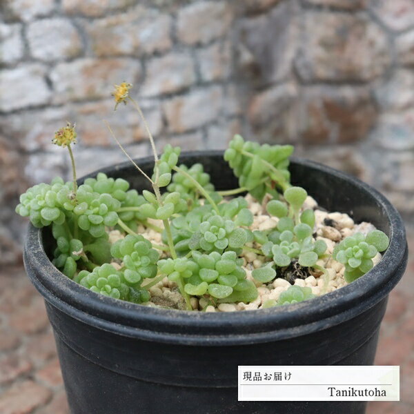 樂天商城 - 多肉植物 モナンテス ブラキカウロン 現品 tk12-54 写真の子 多肉植物通販 モナンテス通販 観葉植物 インテリアプランツ つぶつぶ アイスプラント 室内植物
