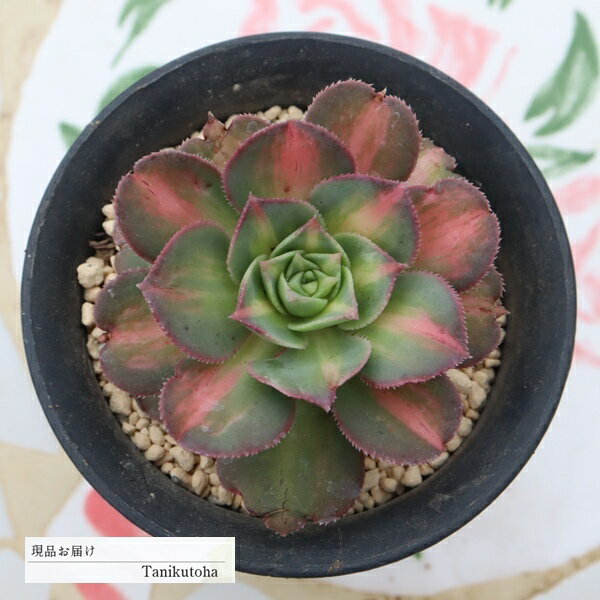 樂天商城 - 多肉植物 アエオニウム ムーンバースト 美斑 現品 tk12-55 写真の子 斑入り 多肉植物販売 アエオニウム通販 観葉植物 ガーデニング 多年草 小さな庭 ベランダガーデン 寄せ植え