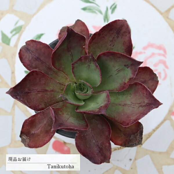 樂天商城 - 多肉植物 アエオニウム ラスコフ Lサイズ 現品 tk12-56 写真の子 多肉植物販売 アエオニウム通販 観葉植物 ガーデニング 多年草 小さな庭 ベランダガーデン 寄せ植え