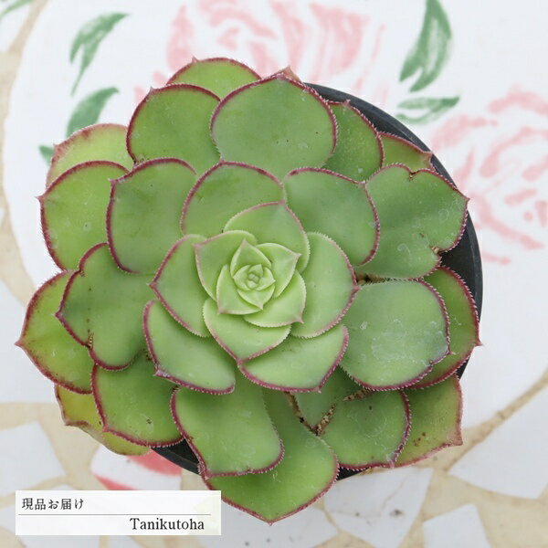 樂天商城 - 多肉植物 アエオニウム サブプラヌム 現品 tk12-57 写真の子 多肉植物販売 アエオニウム通販 観葉植物 ガーデニング 多年草 小さな庭 ベランダガーデン 寄せ植え