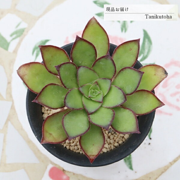 樂天商城 - 多肉植物 アエオニウム キリアツム 現品 tk12-58 写真の子 多肉植物販売 アエオニウム販売 観葉植物 ガーデニング 多年草 小さな庭 ベランダガーデン 寄せ植え