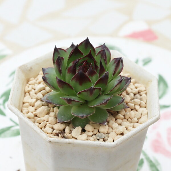 Flower Pots - 多肉植物 センペルビウム 紅薫花 現品 tk12-62 写真の子 センペルビウム通販 多肉植物通販 観葉植物 寄せ植え 多年草 ガーデニング