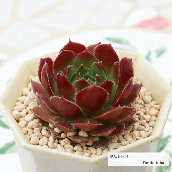 Flower Pots - 多肉植物 センペルビウム フォルテッシモ 現品 tk12-64 写真の子 センペルビウム通販 耐寒性 苗 多肉植物通販 観葉植物 寄せ植え 多年草 ガーデニング