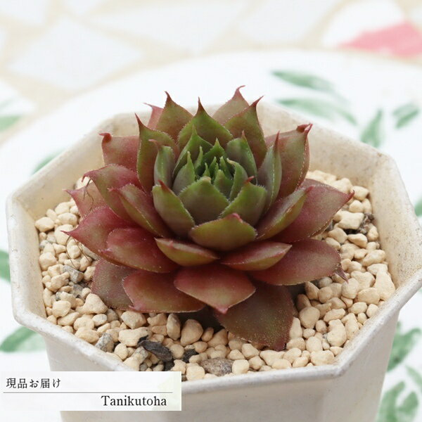 樂天商城 - 多肉植物 センペルビウム ボアレット 現品 tk12-65 写真の子 センペルビウム通販 耐寒性 苗 多肉植物通販 観葉植物 寄せ植え 多年草 ガーデニング