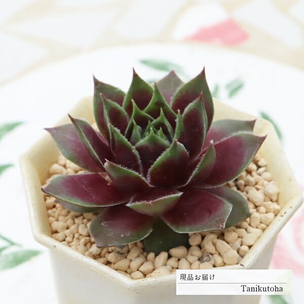 多肉植物センペルビウム紅夕月現品t...